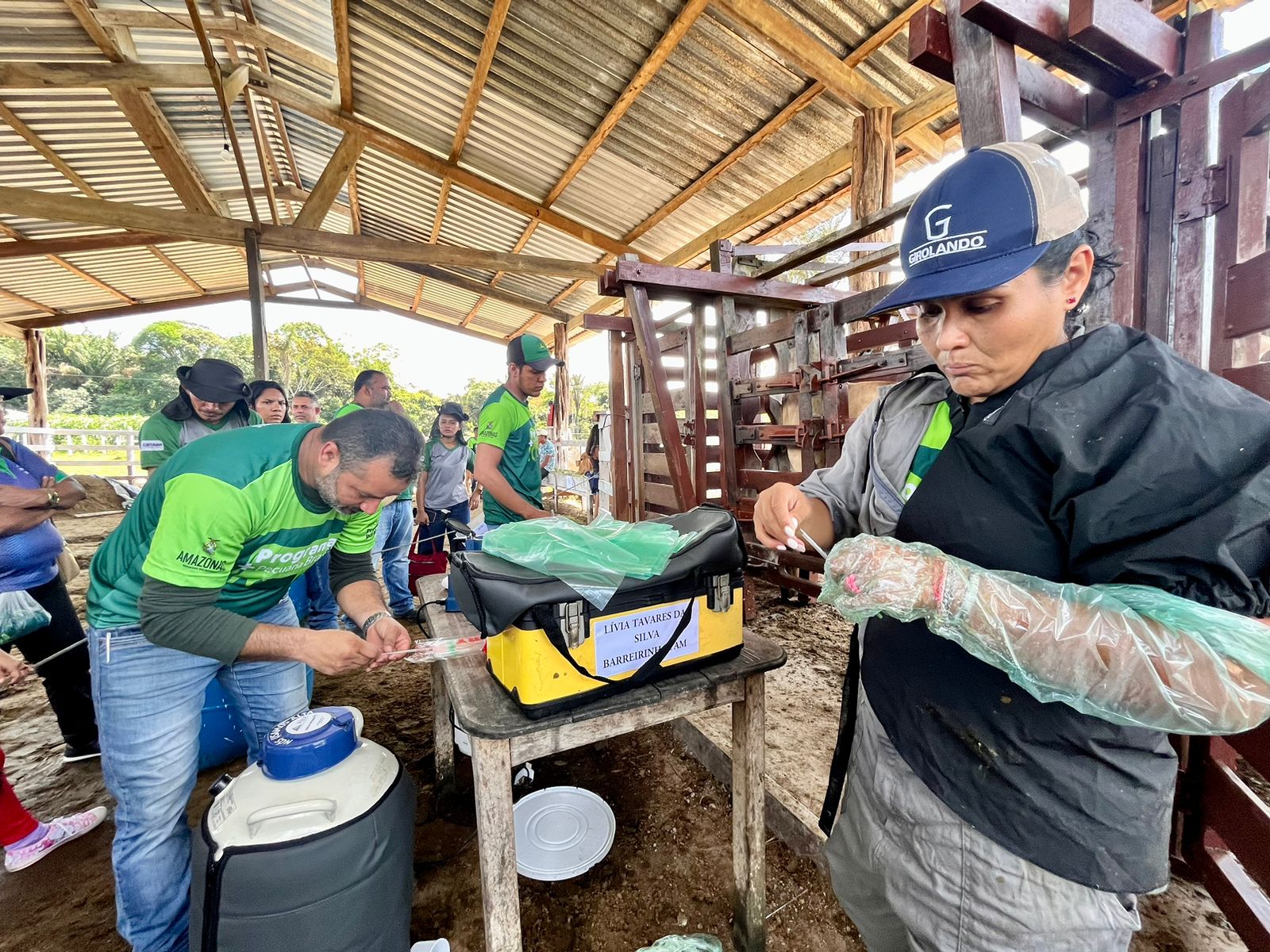 Rebanho de pecuaristas de Barreirinha recebe ação de inseminação artificial do programa + Pecuária Brasil