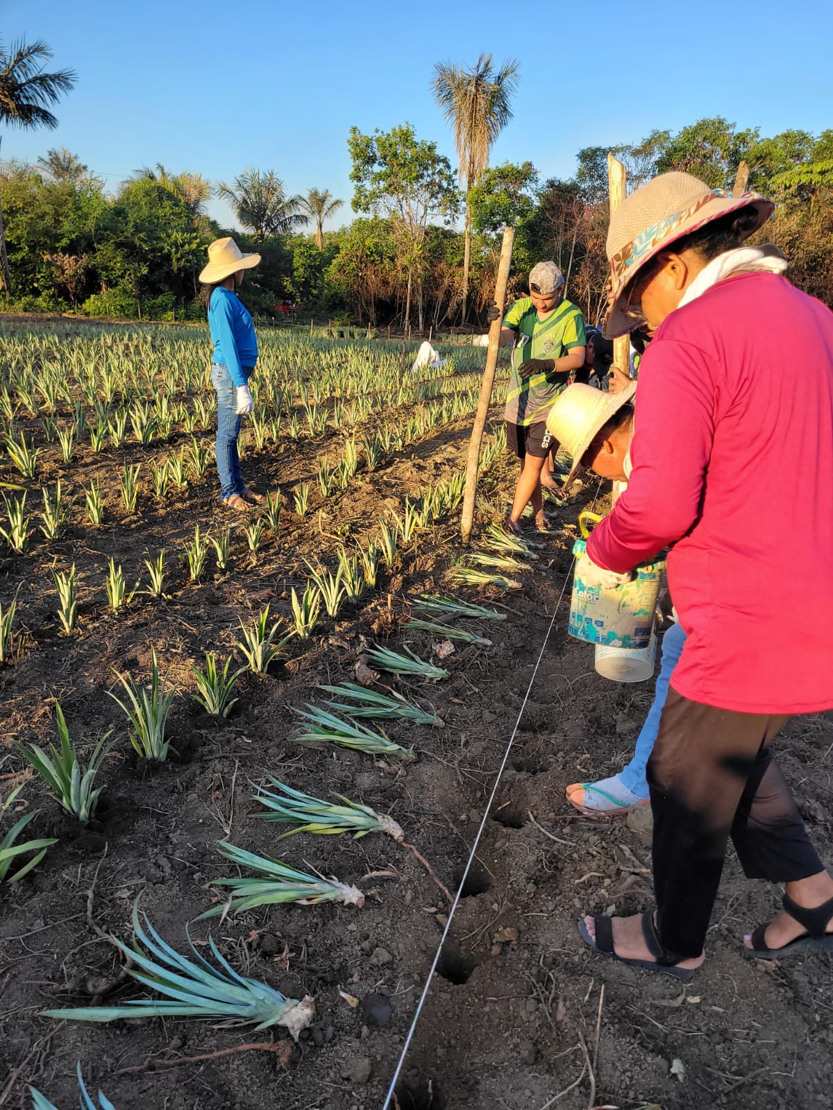 Na Agrovila do Caranã, 35 produtores rurais estão sendo beneficiados com a implantação da Unidade Demonstrativa de Abacaxi